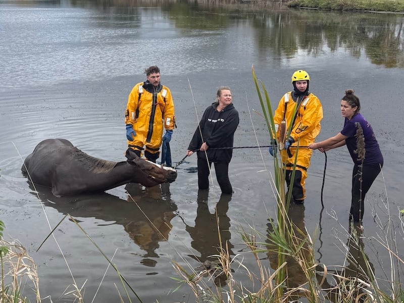 The McHenry Township Fire Protection District assisted in the rescue Oct. 21, 2025 of a horse that wandered off from R Double J Ranch and got stuck in a muddy pond.