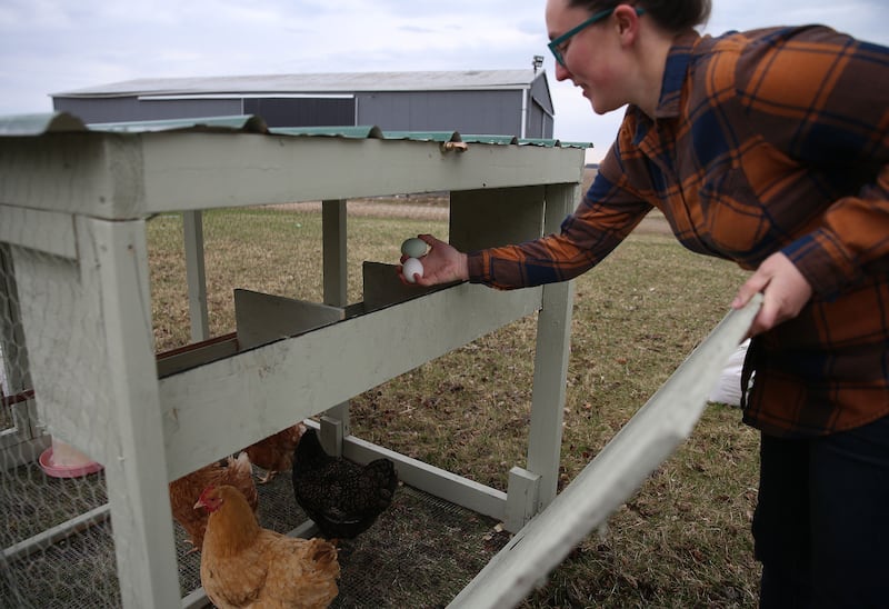 With the price of eggs skyrocketing, one Bureau County woman has a creative and entrepreneurial idea. Abby Nielsen, collects eggs from her portable chicken coop on Thursday, March 27, 2025 at her home in Wyanet. Nielsen started a chicken rental business called “Chickens for Rent.” Nielsen delivers the chicken coop with four chickens to the renters yard. The chicken coop rental last 6 months April- October with a cost of $500. The coops are 4x6 feet. There are 4 hens in each coop that produce 15-20 eggs per week. The price includes all the feed and bedding supplies are included. The coops are also portable and on wheels so you can move them around the yard.