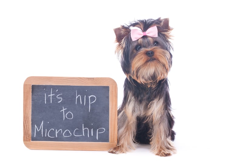 Cedar Lane Kennels - May is Chip Your Pet Month: A Simple Step That Can Protect Your Pet
