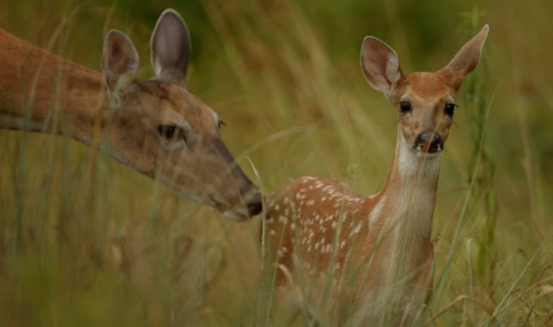 The Kendall County Forest Preserve District is hosting “Deer Diaries: Exploring White-tailed Deer ENTICE Workshop,” from 9 am to 3 pm on Saturday, Feb. 21 at Pickerell-Pigott Forest Preserve in Yorkville.