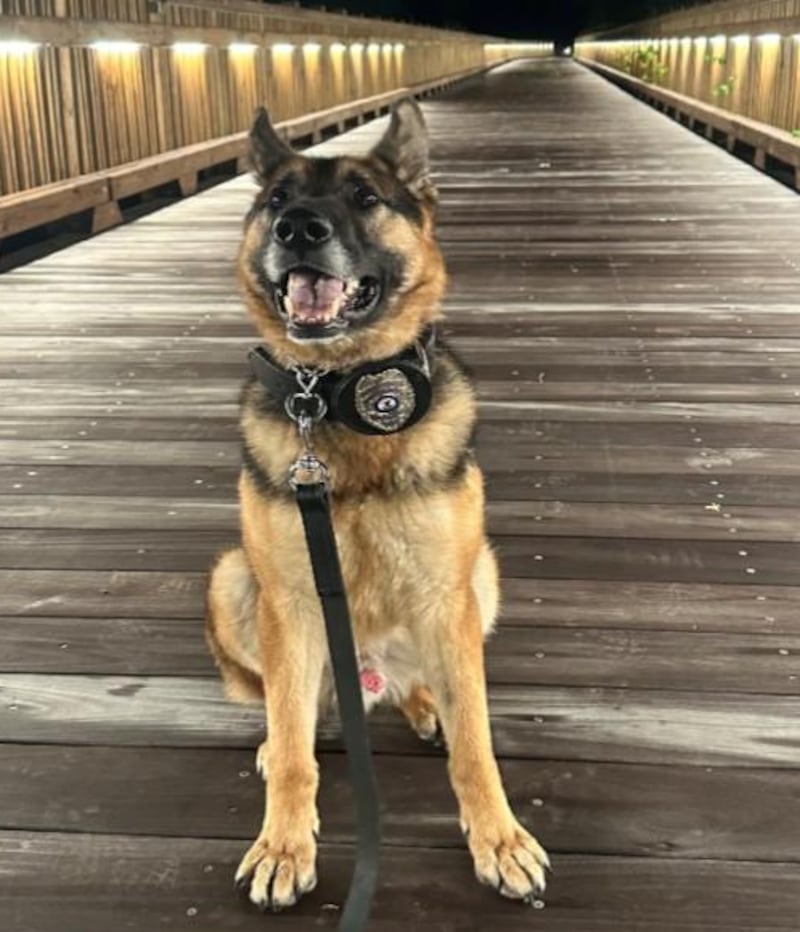 The Dixon Police Department is requesting the public’s urgent assistance in locating its missing K-9, Vesuc.The Dixon Police Department is requesting the public’s urgent assistance in locating its missing K-9, Vesuc.