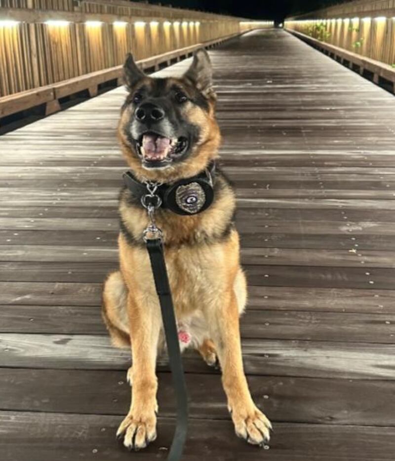 The Dixon Police Department is requesting the public’s urgent assistance in locating its missing K-9, Vesuc.The Dixon Police Department is requesting the public’s urgent assistance in locating its missing K-9, Vesuc.