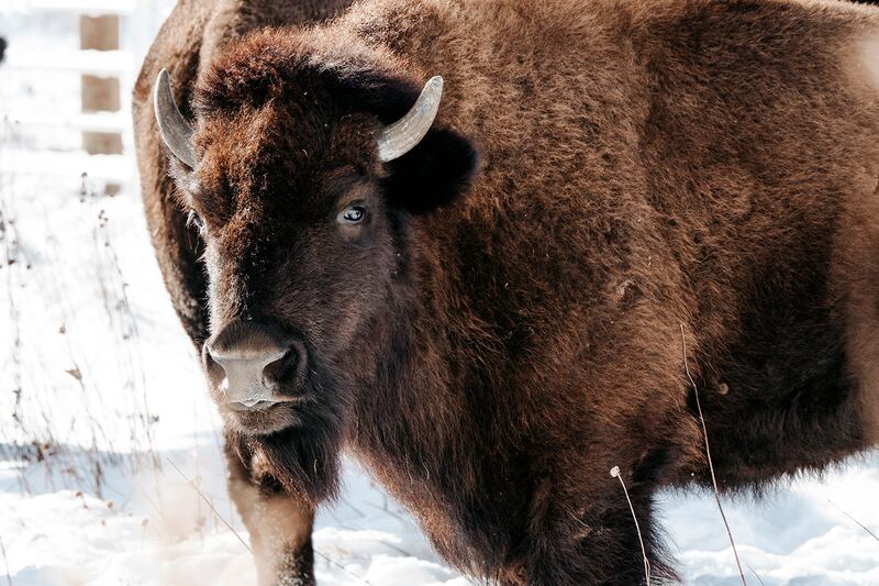 A partnership between the Forest Preserve District of Kane County, the American Indian Center of Chicago, and herd manager Ruhter Bison, reintroduced American bison to Burlington Prairie Forest Preserve in Sycamore on Dec. 5, 2025.