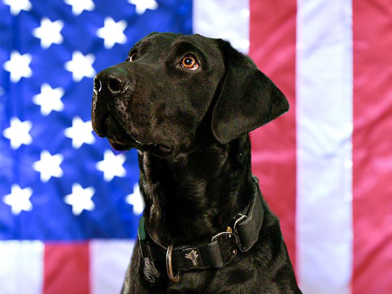 Romeoville Fire Department K9 Roy will receive a bullet and stab protective vest thanks to a charitable donation from non-profit organization Vested Interest in K9s, Inc.