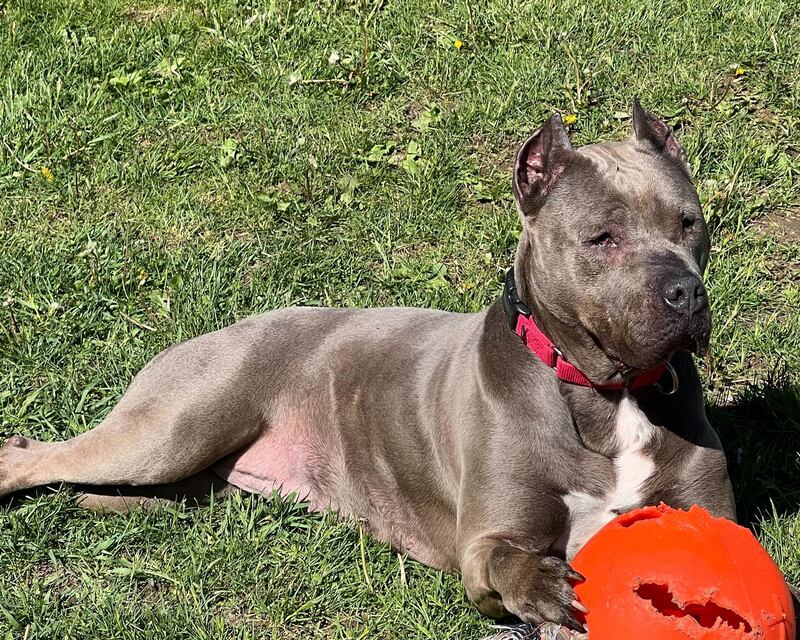 Teppin is Save-A-Pet's pet of the week for June 19, 2025.