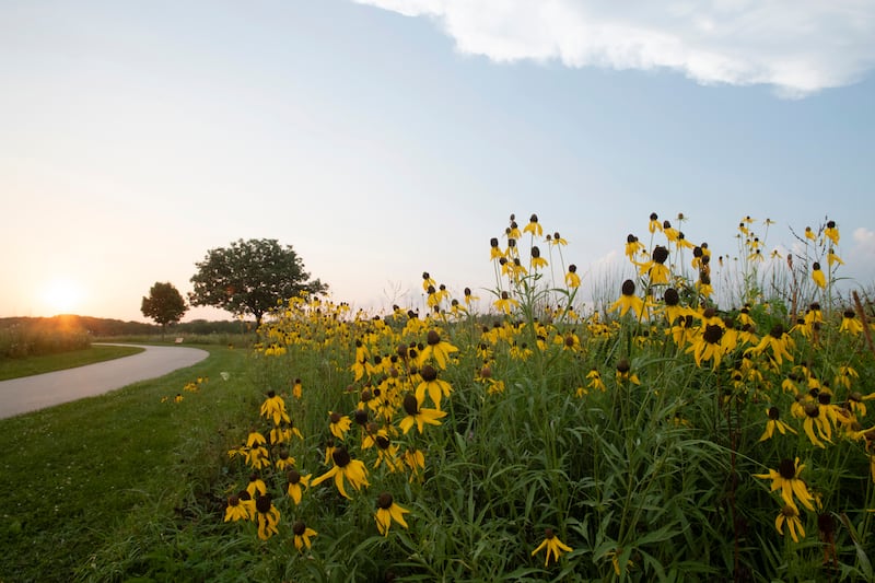 Wildflowers thrive at Perry Farm Park in the summer of 2021.