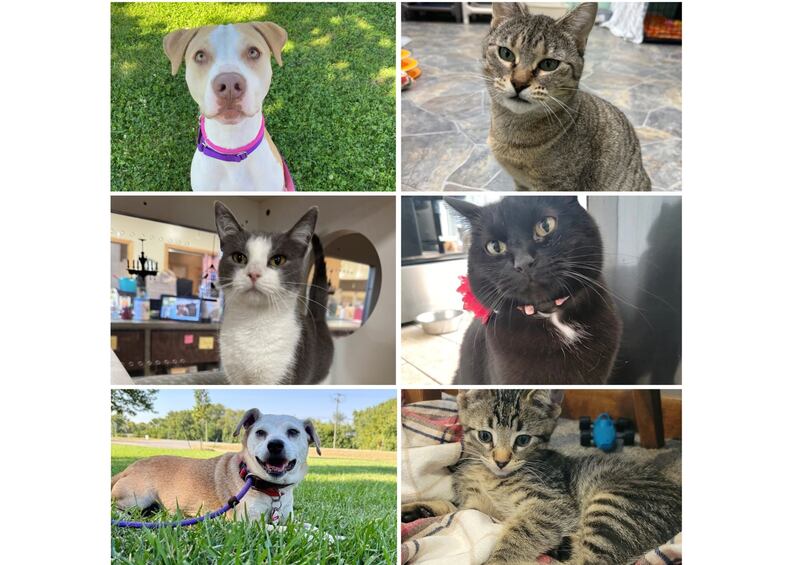 The Herald-News presents this week’s Pets of the Week. Read the description of each pet to learn about it, including where it can be adopted in Will County.
