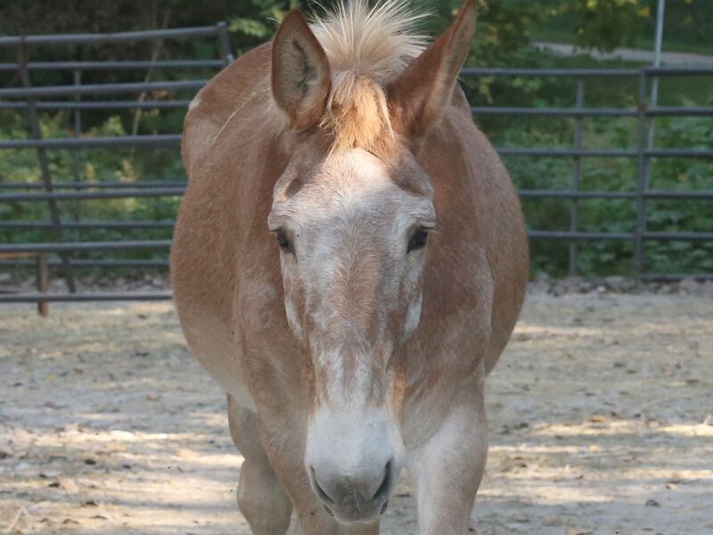 Larry the Mule walks in a pen near the Lock 14 Illinois & Michigan Canal in La Salle. Larry is now for sale and the I&M Canal Boat rides are ending.