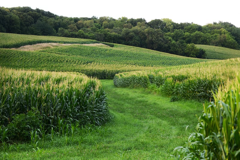 Rows of corn wind around a grassway in a field northeast of Erie on Friday, July 18, 2025. Recent rain has appeared to help this year's corn crop.