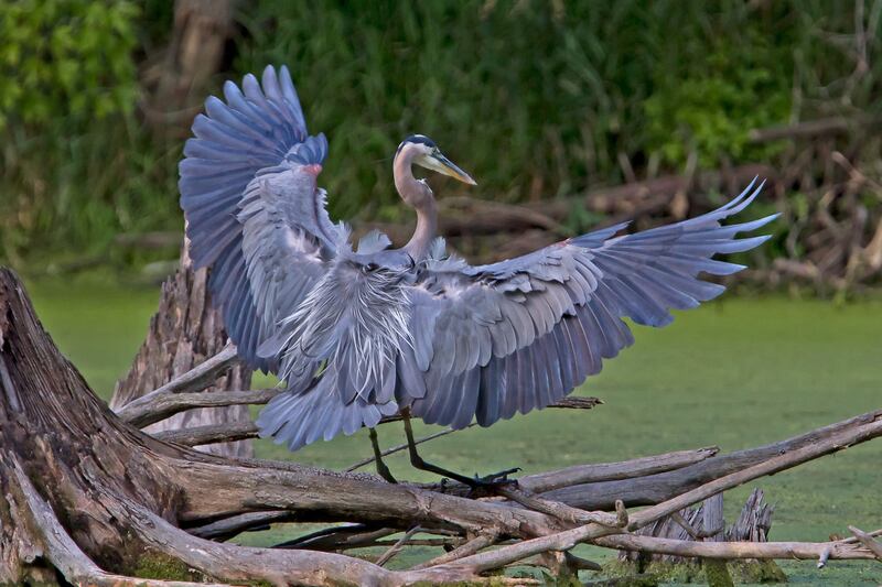 Forest Preserves commissioners approved the purchase of two new parcels. One will expand Lotus Country Conservation Preserve, home to the county's largest heron and egret rookery.