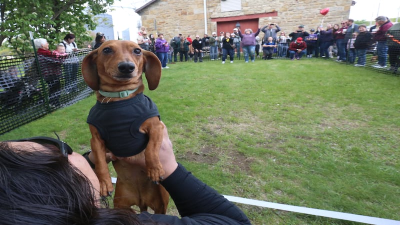 Photos: Dachshunds dash to the finish line at Utica Doxie Derby