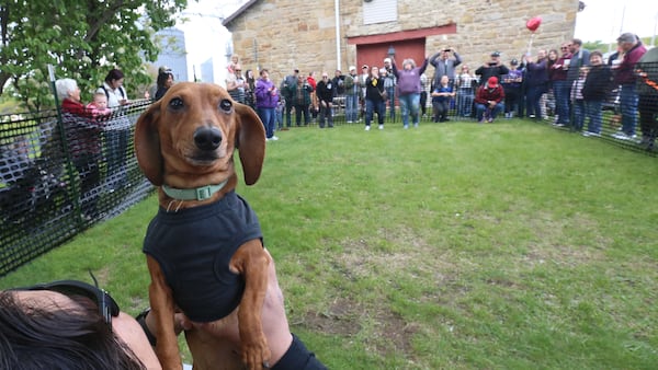 Photos: Dachshunds dash to the finish line at Utica Doxie Derby