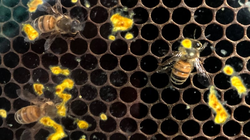 Who can keep bees in Huntley? Village reexamines local rules