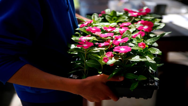 Plant sales Saturday in Harvard, Crystal Lake area raise funds for groups, youths