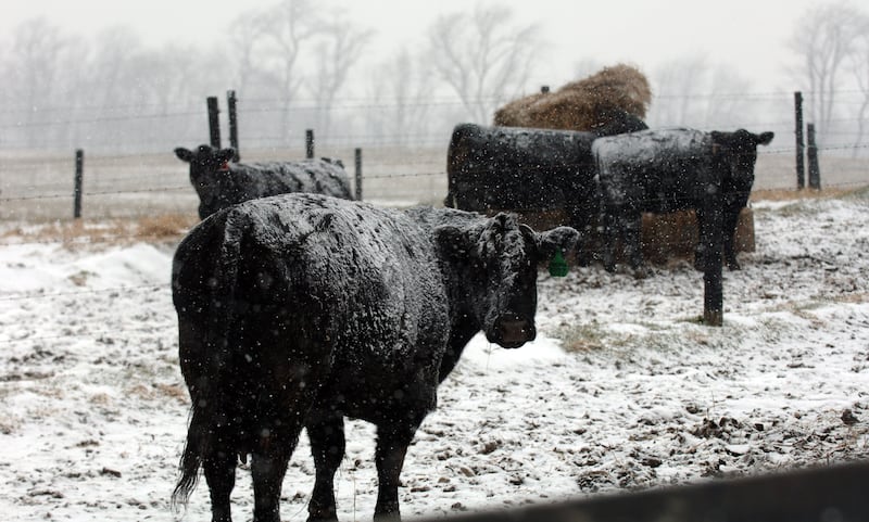 Cows brace for winter weather at a farm west of La Porte in northwest Indiana.