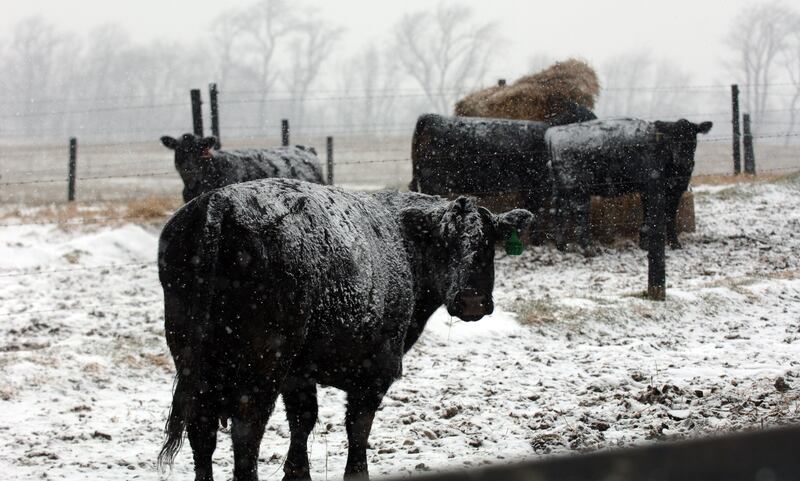 Cows brace for winter weather at a farm west of La Porte in northwest Indiana.