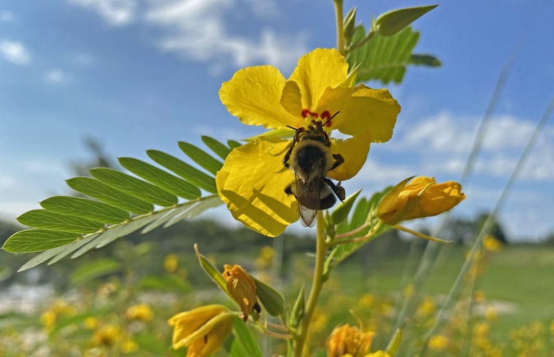 The Forest Preserve District of Will County’s Isle a la Cache Museum will host a free, all-ages Pollinator Party from 10 a.m. to 2 p.m. on Saturday, June 13.