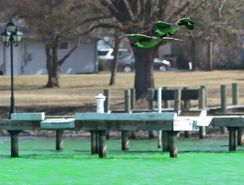 A pair of geese take flight over the recently-dyed Fox River during the ShamROCKS the Fox Fest in McHenry on Saturday, March 15, 2025.