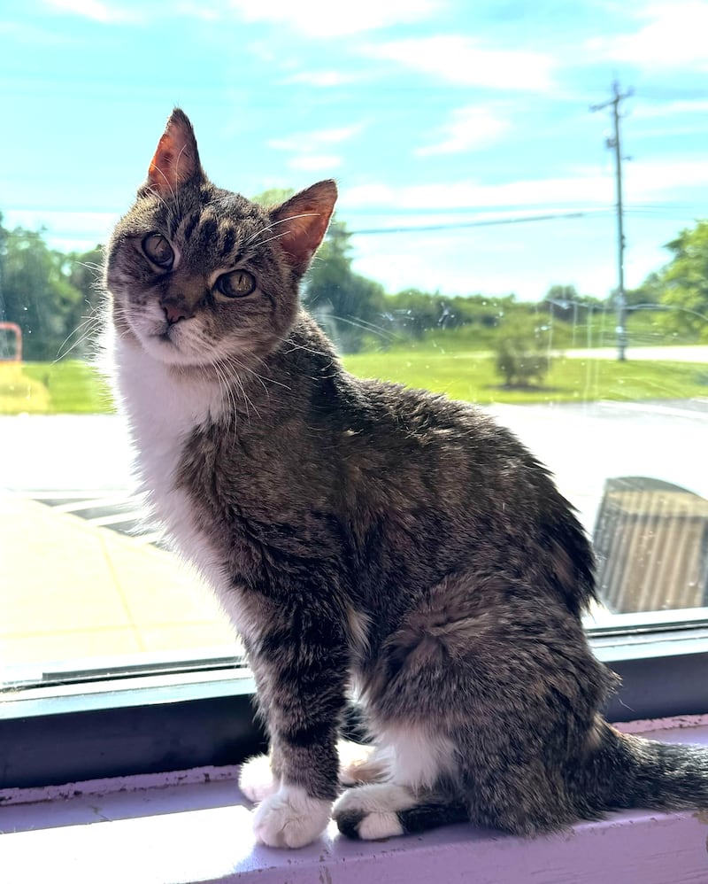 Bonnie Horton is Save-A-Pet's pet of the week for Dec. 10, 2025.