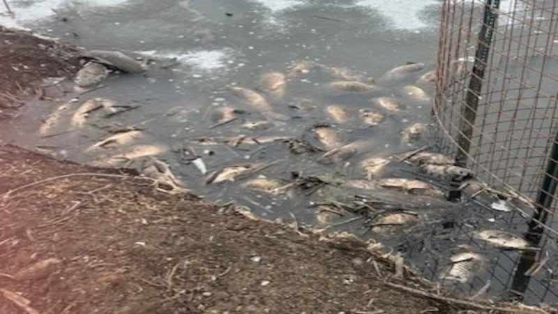 Why were scores of fish found dead in a McHenry County Conservation District preserve?