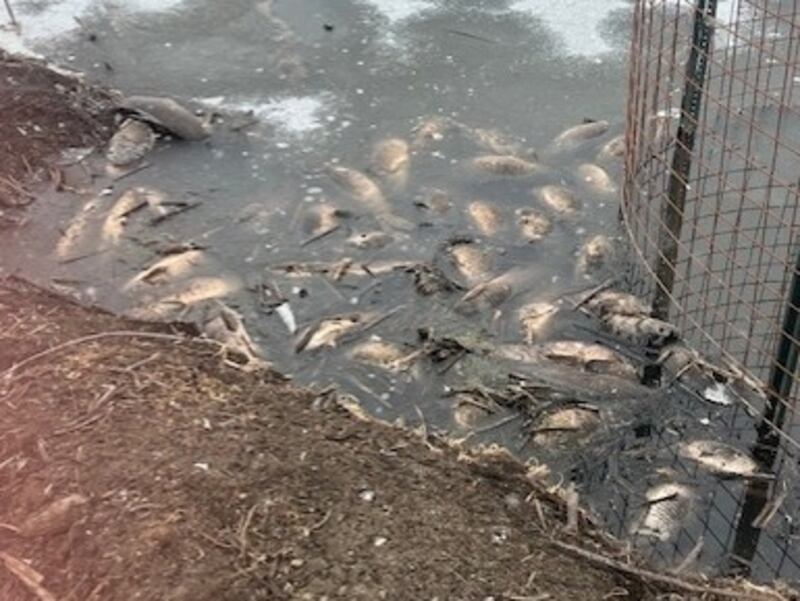 A dog walker on Saturday, Feb. 28, 2026, at Glacial Park near Ringwood found what appeared to be hundreds of dead carp in a pond. Such winter kills are common, according to McHenry County Conservation District officials.