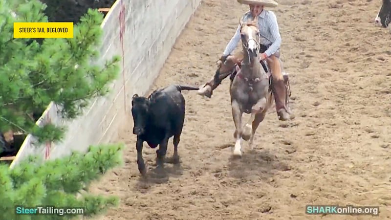 Animal cruelty charges in McHenry County could change how backyard rodeos operate across northern Illinois