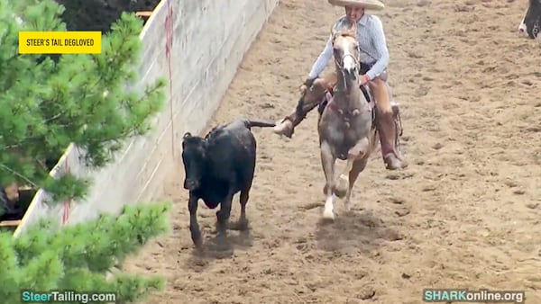 Animal cruelty charges in McHenry County could change how backyard rodeos operate across northern Illinois