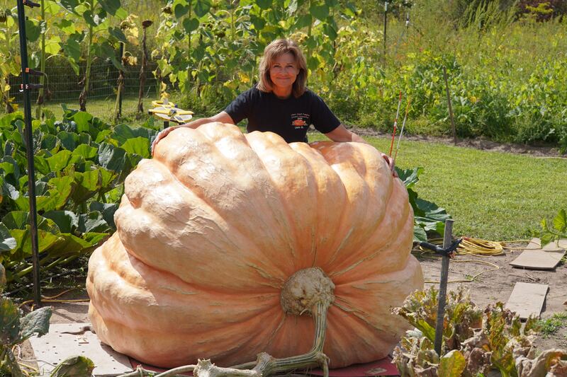 Stillman Valley's Theresa Miller currently has three giant pumpkins growing in advance of a competition on Sept. 27: Patches, Dimples and Roxanne. She believes Patches, the largest of the three, is currently nearing 1,700 pounds and hopes to see more growth.