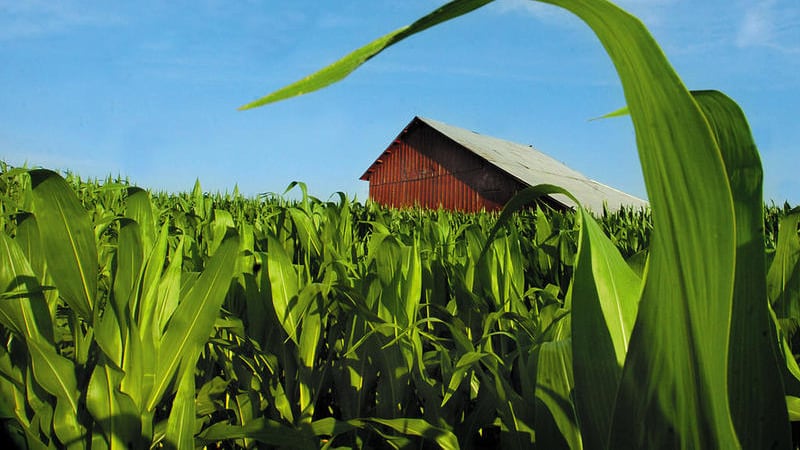 La Salle County crop report: June 1-7 — Farmers welcome rain after dry stretch