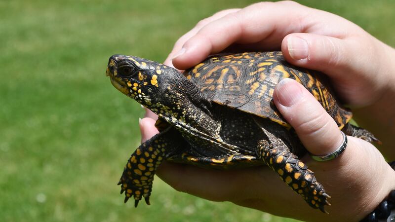 Theodore, a rare hybrid box turtle was rescued from a forest preserve in Romeoville this spring and is now serving as an animal ambassador for the Forest Preserve District.