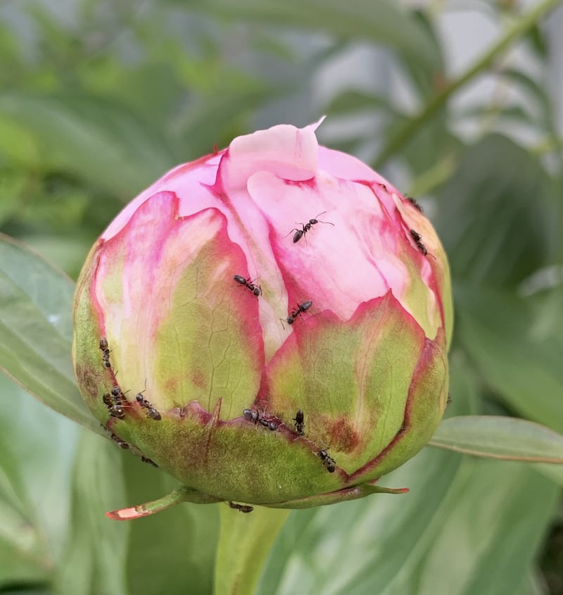 When your peony buds are good sized, look a little closer. You will most likely see ants crawling on them.