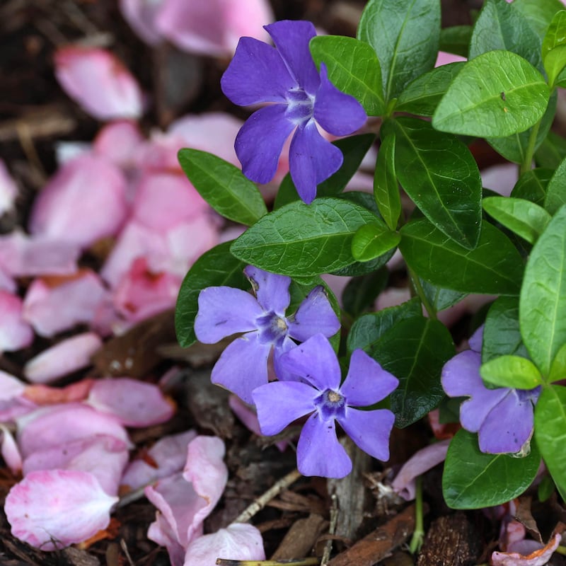 Ground flowers bloom among the fallen flowering crabapple petals Friday, May 2, 2025, in front of the Sycamore Public Library.