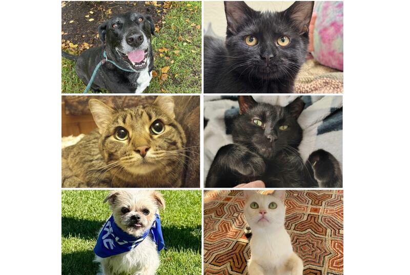 The Herald-News presents this week’s Pets of the Week. Read the description of each pet to learn about it, including where it can be adopted in Will County.