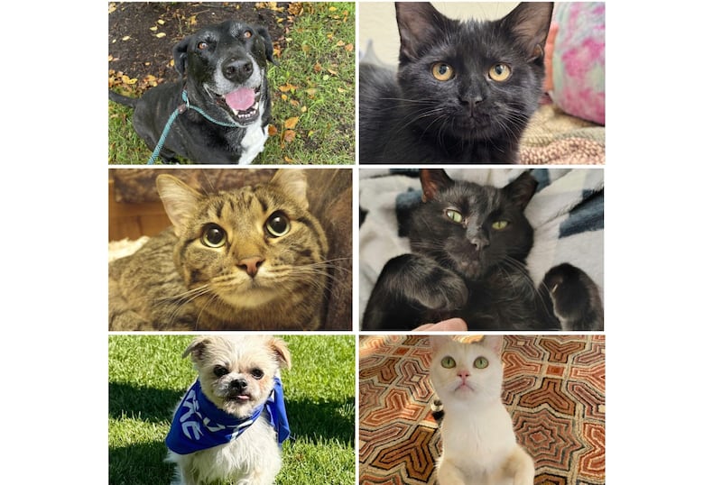 The Herald-News presents this week’s Pets of the Week. Read the description of each pet to learn about it, including where it can be adopted in Will County.