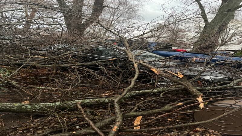 Wheaton continues to clear downed trees following heavy winds