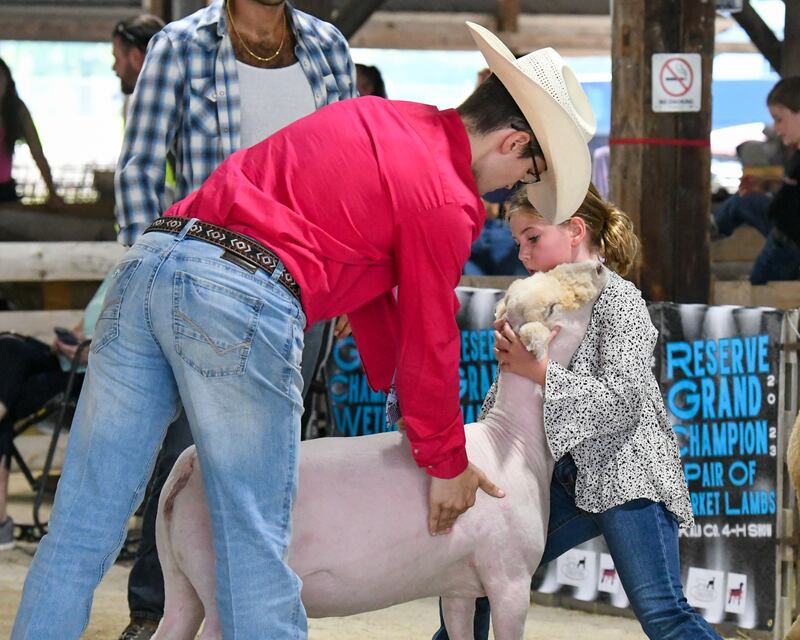Tony Dupuis (left) judges 10-year-old Maple Park resident Faith Poynter's sheep during the DeKalb County 4-H sheep competition on Friday, Aug. 4, 2023 held at the Sandwich Fairgrounds.
