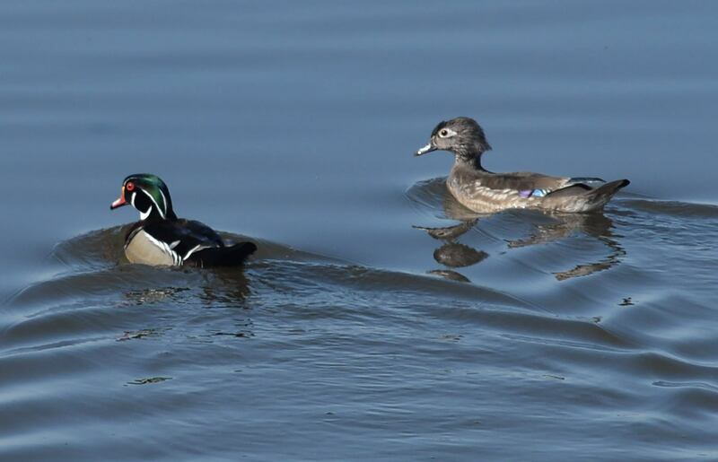 A male and female wood duck swim away from the shore of the Mississippi River near Fulton on Sunday, April 6, 2025.