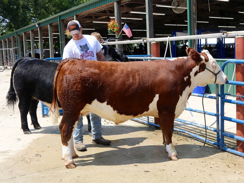Jacob Homerding washes his Hereford steer, Brandy, at the Kendall County Fair in Yorkville on Saturday, Aug. 2, 2025.