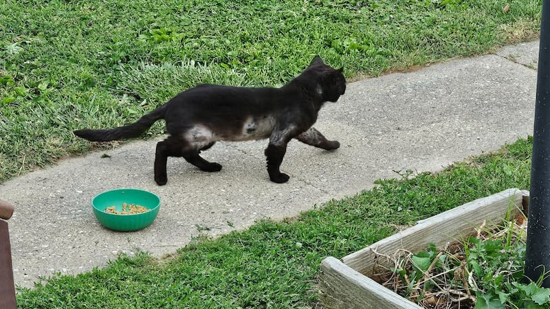 Sauk Valley Friends of Ferals continues mission to spay, neuter feral cats