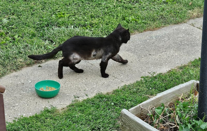 A feral cat before Trap-Neuter-Return (TNR), a program used to manage outdoor cat colonies by trapping feral cats, having them spayed or neutered, then returning them to their territory, where they can live out their lives without contributing to pet overpopulation.