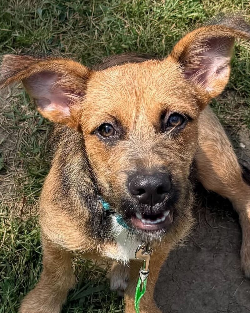 Poppy Seed is Save-A-Pet's pet of the week for Aug. 28, 2025.