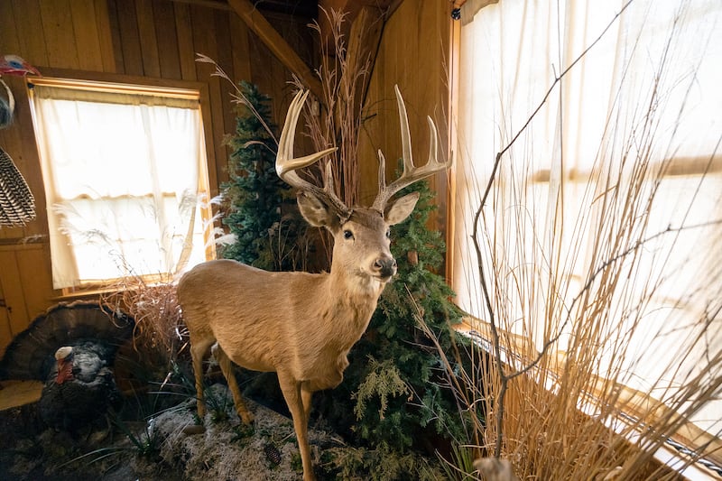 From deer to ducks and turtles to turkeys, the new wildlife museum has a broad range of animal displays.