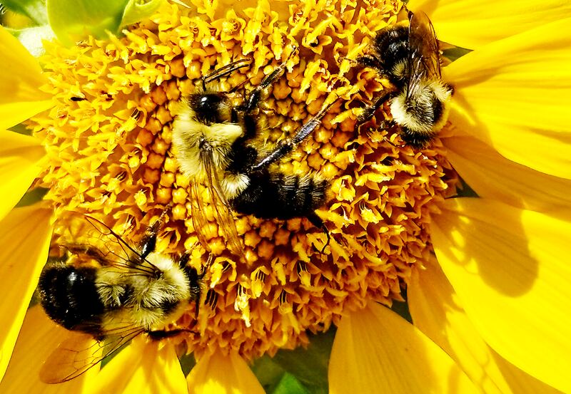 Bees collect pollen in Konni Vukelic’s pollinator garden on Friday, August 22, 2025. Vukelic, the owner of Three Bees Honey Farms, is upset with the way the City of Marengo handled removing part of her pollinator garden around her home in Marengo.
