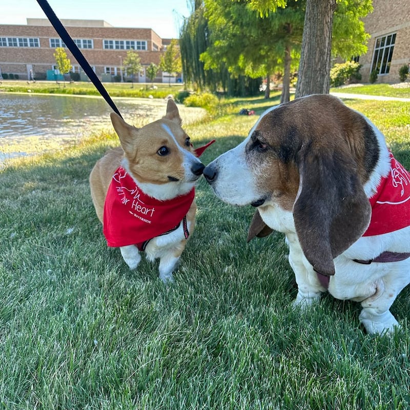 Two dogs meet along the path during Riverside Healthcare's Arf for the Heart fundraiser walk.