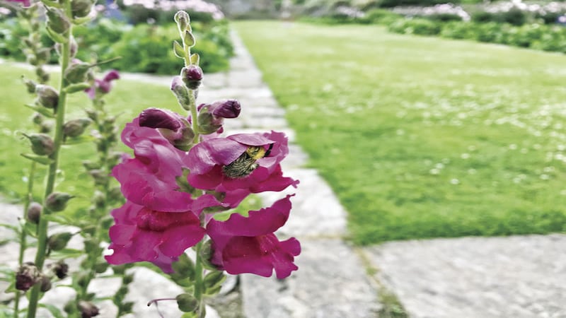 Down the Garden Path: Add color with bedding plants
