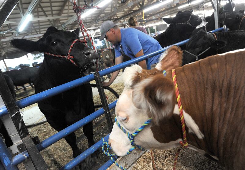 Kurt Schobert blow dries a steer for his son Mitchell, a member of the Dreamcatchers 4-H Club, to prepare for Saturday morning's show during the Kendall County Fair in Yorkville on Friday, Aug. 2, 2024.