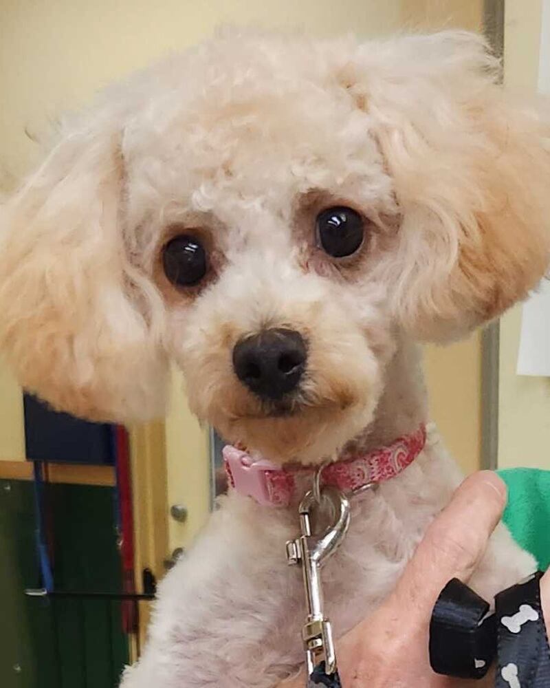 Sharleen is Save-A-Pet's pet of the week for July 3, 2025.