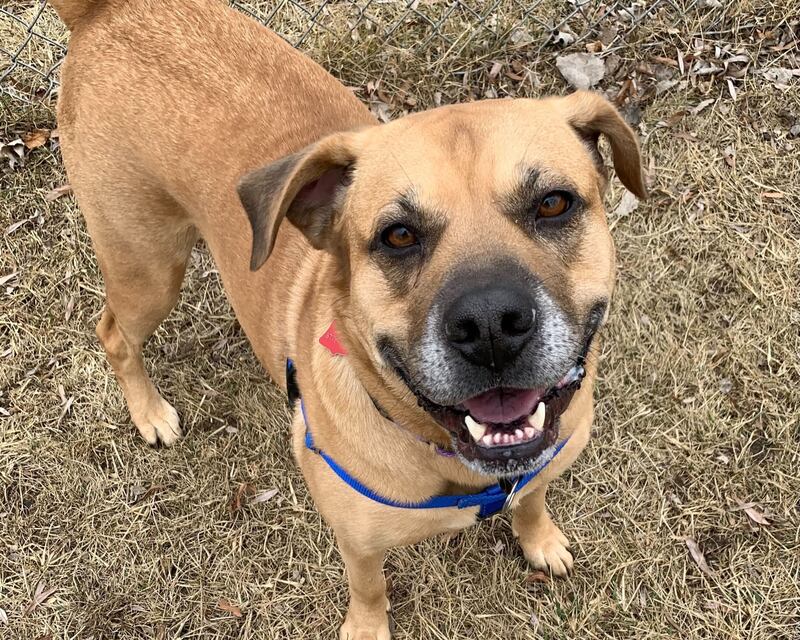 I-L-Y is Save-A-Pet’s pet of the week for March 27, 2025.