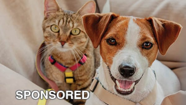Vacation-Ready Pets: A Summer Travel Safety Checklist for Dogs and Cats