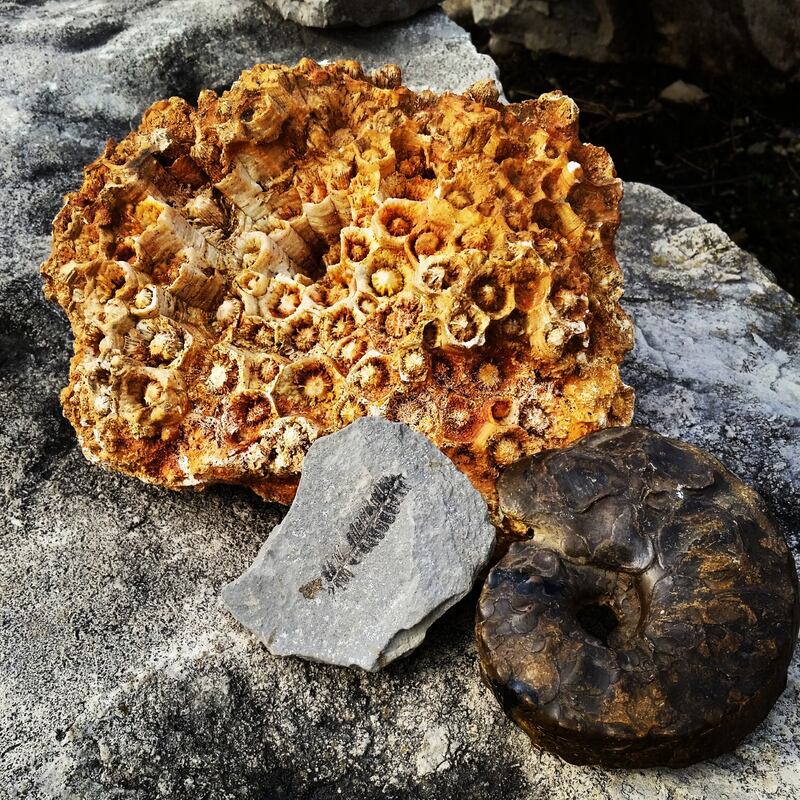 Step back hundreds of millions of years at Isle a la Cache Museum in Romeoville with the new exhibit, “Souvenirs From the Silurian Sea: Fossils of Will County.”